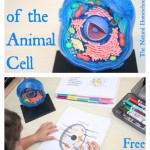 Parts of the Animal Cell (Free Printables)