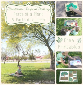 Botany: Parts of a Plant & a Tree (Free Printables)