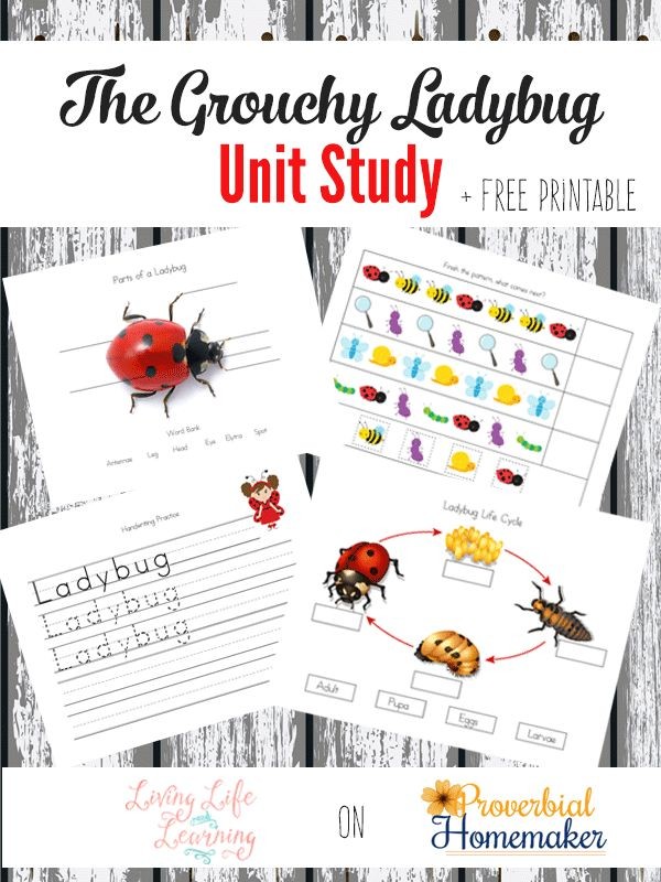 Free The Grouchy Ladybug Unit Study