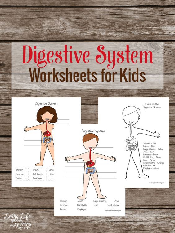 Free Digestive System Worksheets