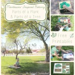 Botany: Parts of a Plant & a Tree (Free Printables)