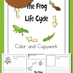 Free Frog Life Cycle Color and Copywork