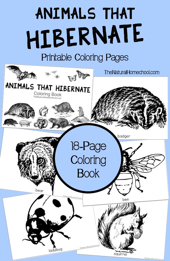 Animals that Hibernate in Winter Printable Coloring Book